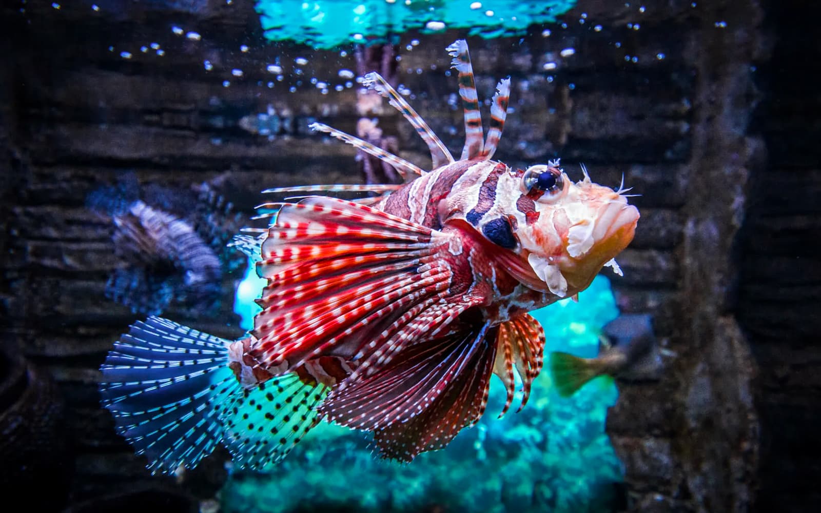 Combo (Save 13%): Aquaria KLCC + Petrosains Tickets in Kuala Lumpur - Attractions | TickYourList