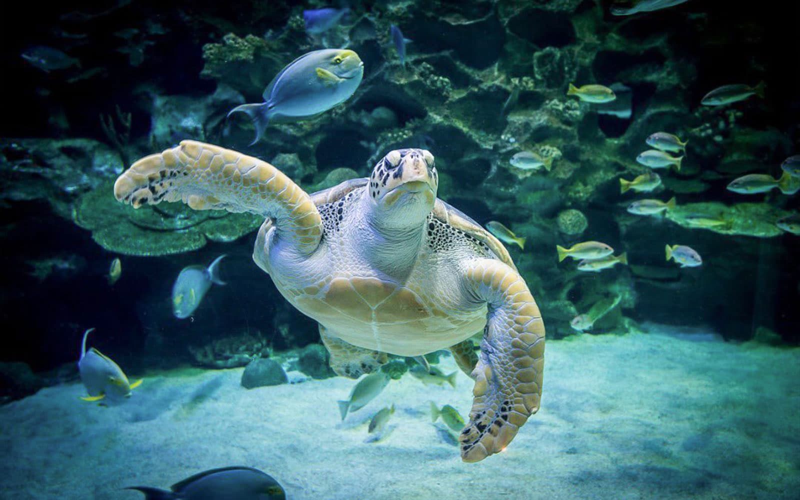 Combo (Save 13%): Aquaria KLCC + Petrosains Tickets in Kuala Lumpur - Activities | TickYourList