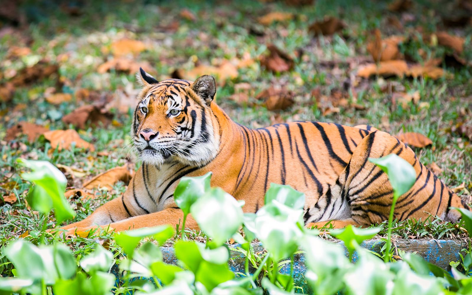 Combo (Save 5%): Petrosains, The Discovery Centre + Zoo Negara Tickets in Kuala Lumpur - Features | TickYourList