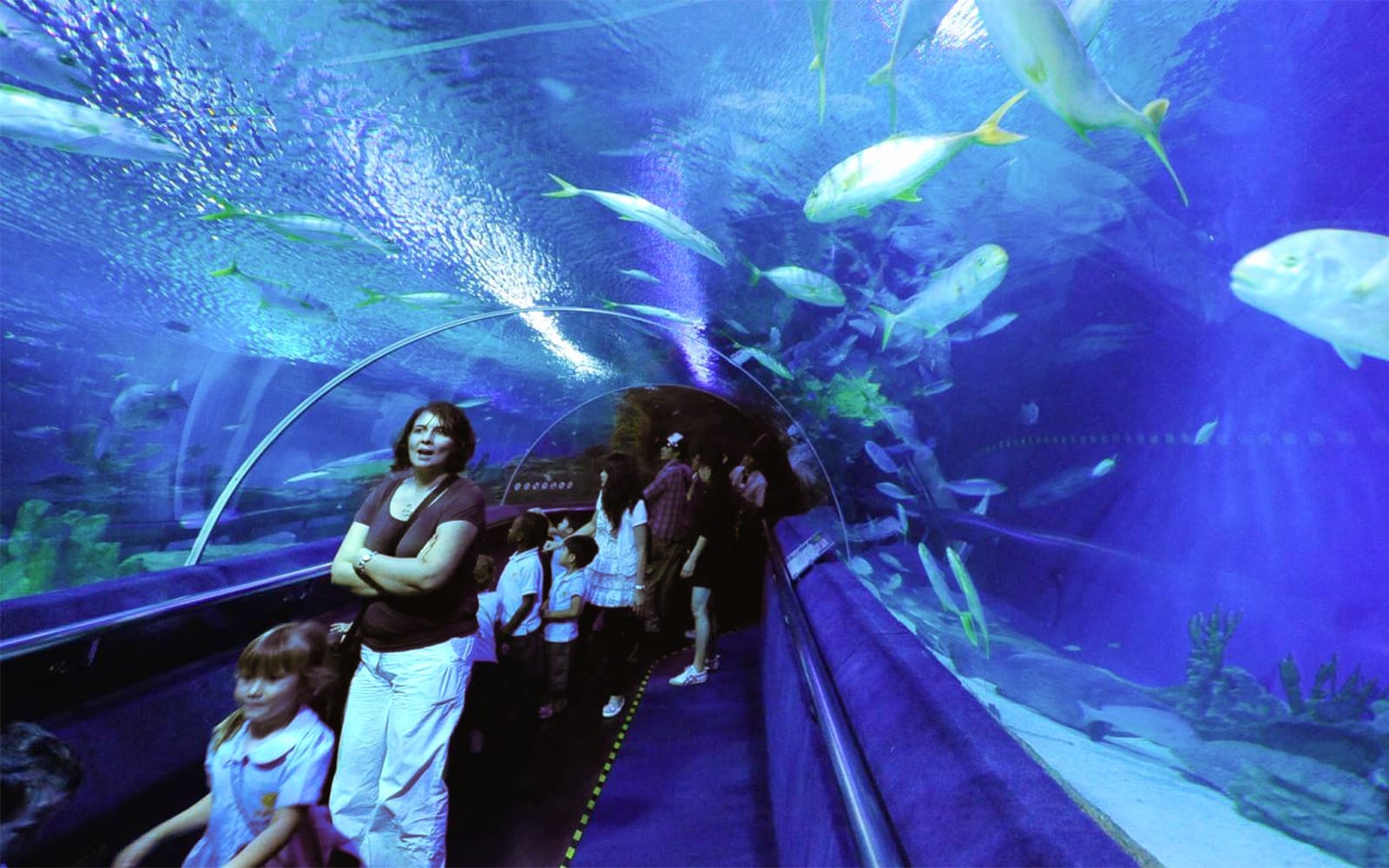 Combo (Save 8%): Skip-the-Line Tickets to Aquaria KLCC + KLIA Ekspres Train Tickets in Kuala Lumpur - Attractions | TickYourList