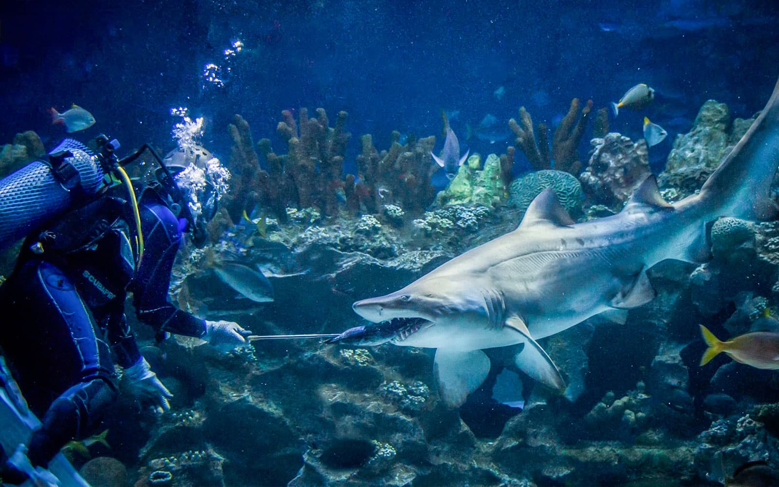 Combo: Aquaria KLCC + Berjaya Times Square Theme Park Tickets in Kuala Lumpur - Activities | TickYourList