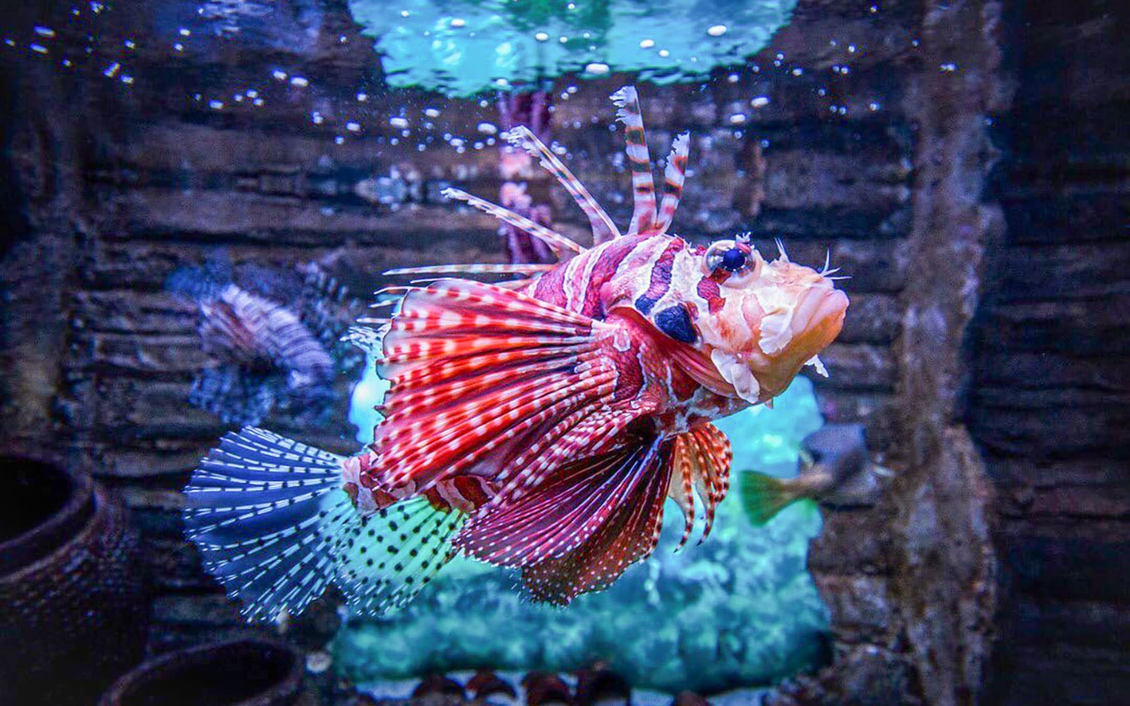Combo (Save 43%): Aquaria KLCC + Genting SkyWorld Outdoor Theme Park Tickets in Kuala Lumpur - Activities | TickYourList