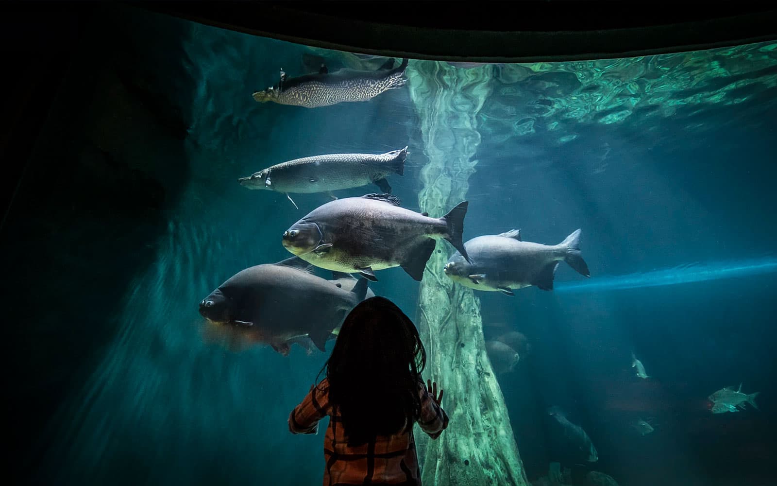 Combo (Save 43%): Aquaria KLCC + Genting SkyWorld Outdoor Theme Park Tickets in Kuala Lumpur - Features | TickYourList