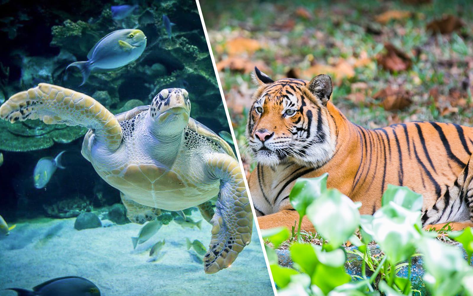 Combo (Save 7%): Aquaria KLCC + Zoo Negara & Panda Conservation Centre Tickets experience in Kuala Lumpur | TickYourList