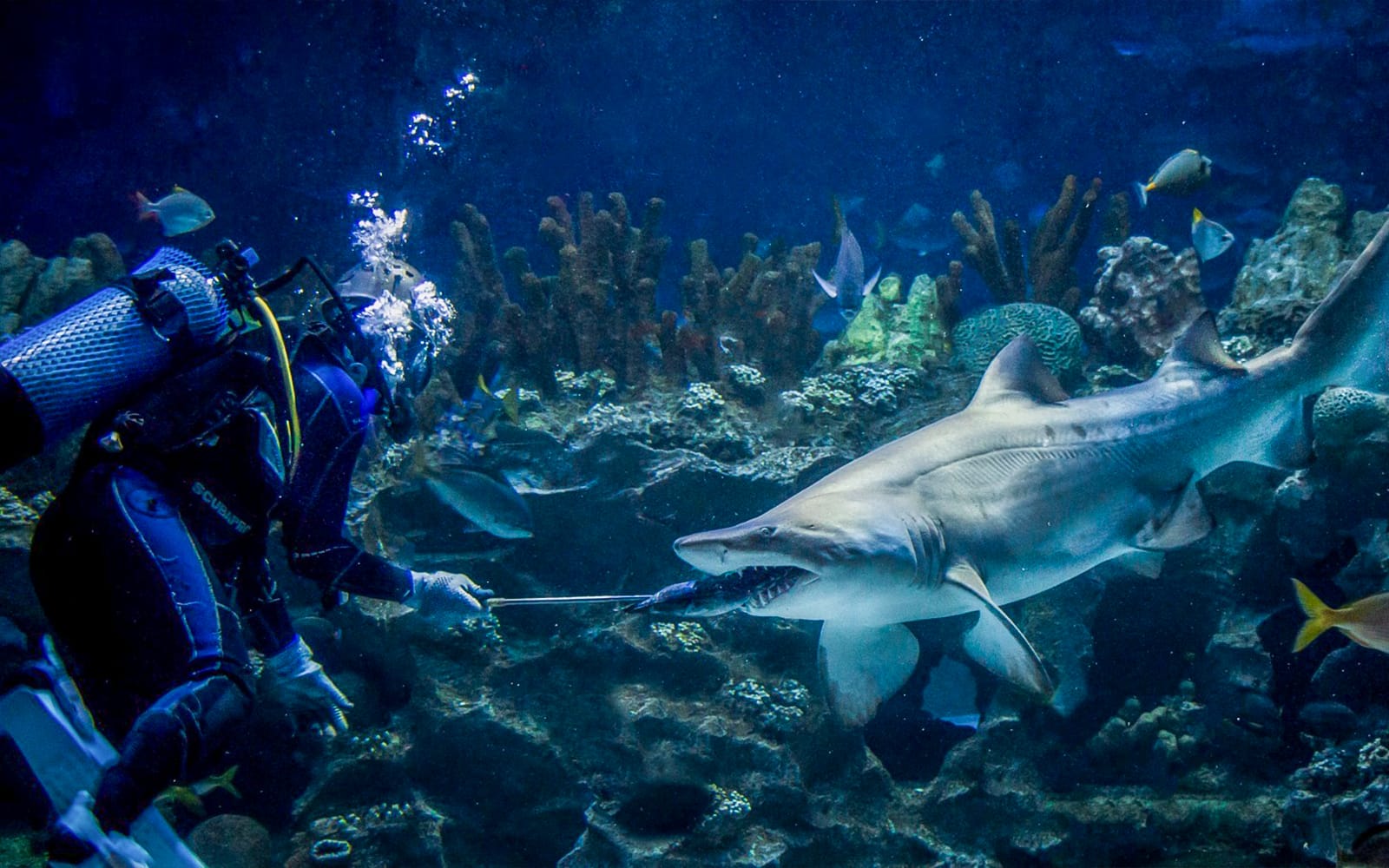 Combo (Save 7%): Aquaria KLCC + Zoo Negara & Panda Conservation Centre Tickets in Kuala Lumpur - Activities | TickYourList