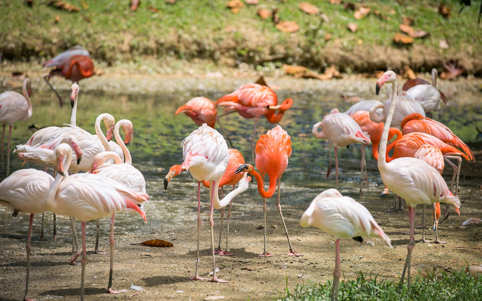 Combo (Save 7%): Aquaria KLCC + Zoo Negara & Panda Conservation Centre Tickets in Kuala Lumpur - Features | TickYourList
