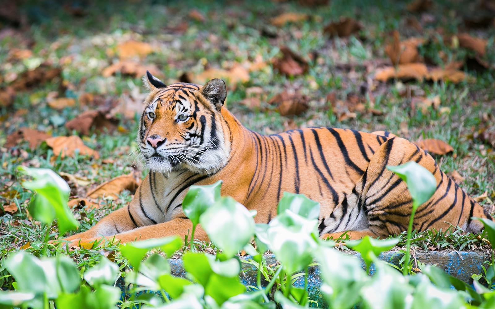 Combo (Save 3%): Zoo Negara & Panda Conservation Centre + Berjaya Times Square Theme Park Tickets in Kuala Lumpur - Attractions | TickYourList