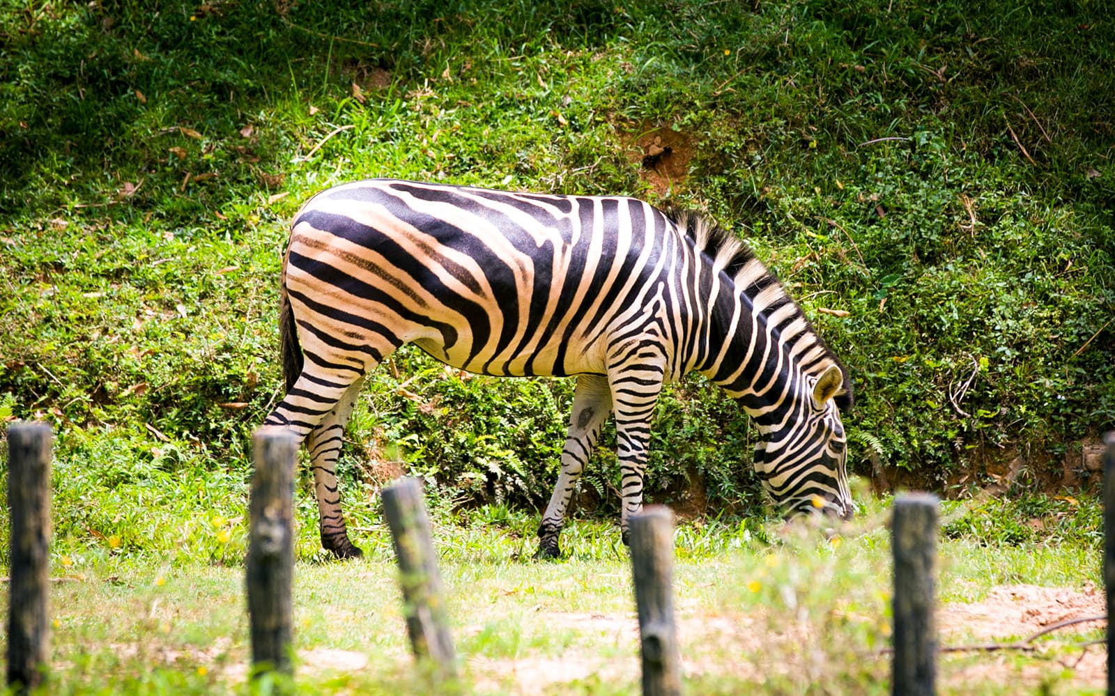 Combo (Save 3%): Zoo Negara & Panda Conservation Centre + Berjaya Times Square Theme Park Tickets in Kuala Lumpur - Activities | TickYourList