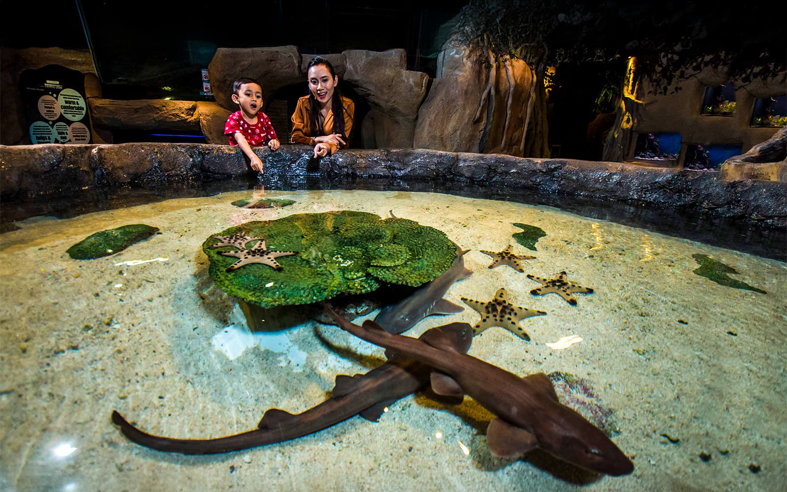 Combo (Save 7%): Dinner Buffet at ORBIT in KL Tower + Aquaria KLCC Tickets in Kuala Lumpur - Features | TickYourList