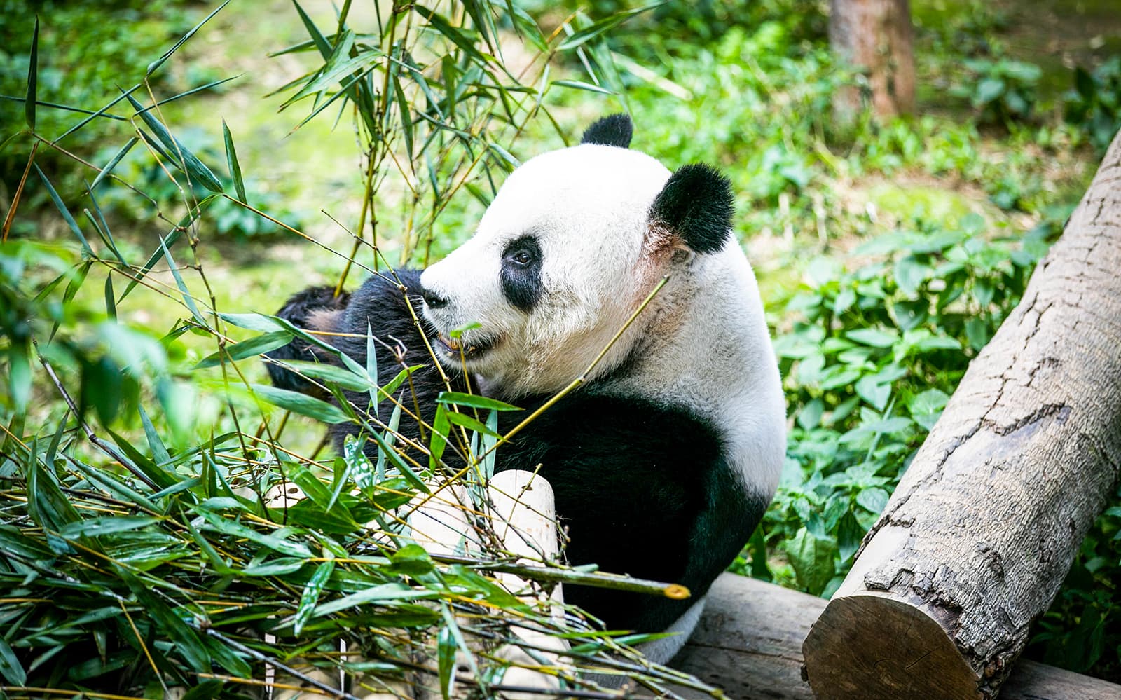 Combo (Save 5%): Zoo Negara & Panda Conservation Centre Tickets + Round-Trip Hotel Transfers in Kuala Lumpur - Attractions | TickYourList