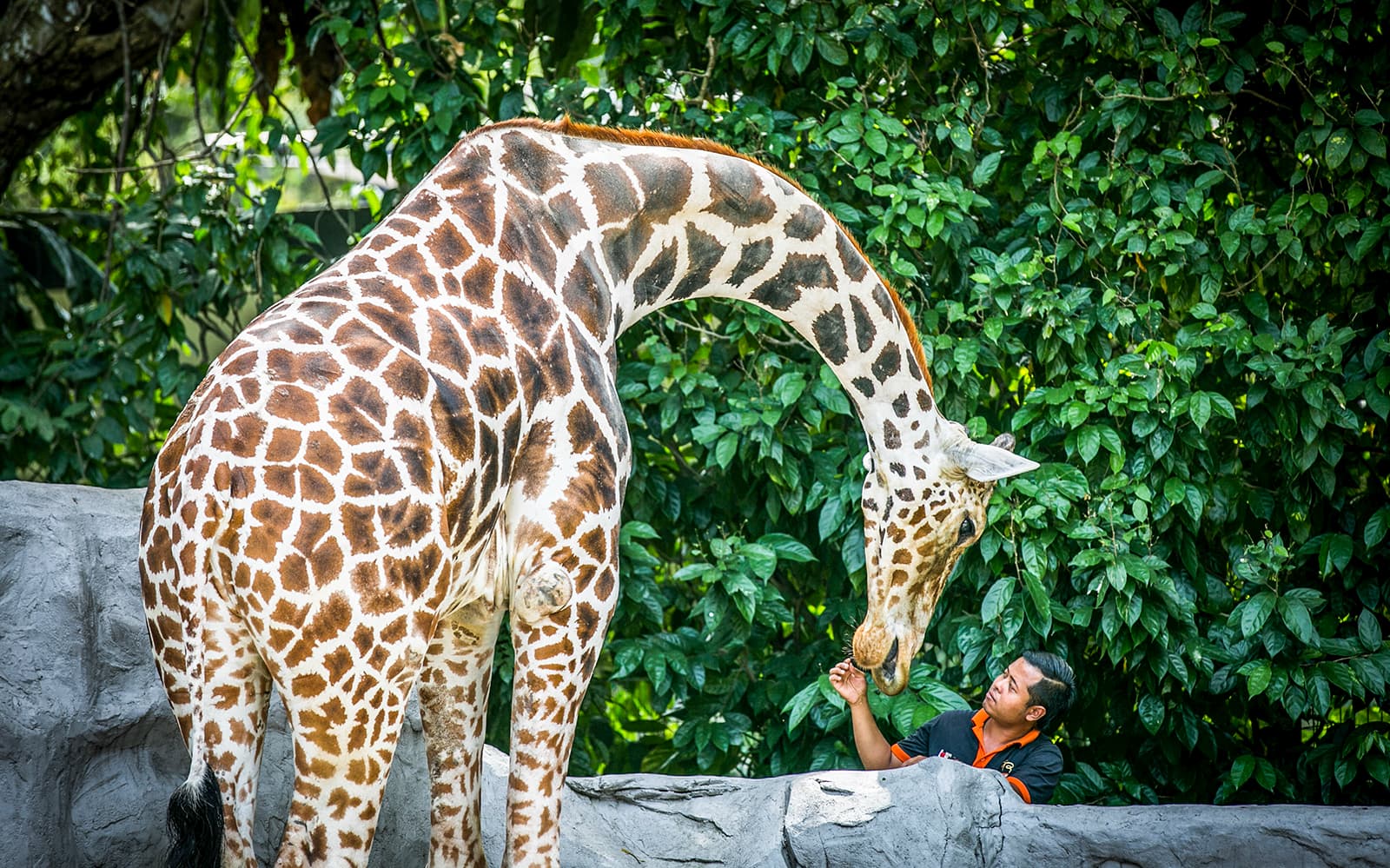 Combo (Save 5%): Zoo Negara & Panda Conservation Centre Tickets + Round-Trip Hotel Transfers in Kuala Lumpur - Activities | TickYourList