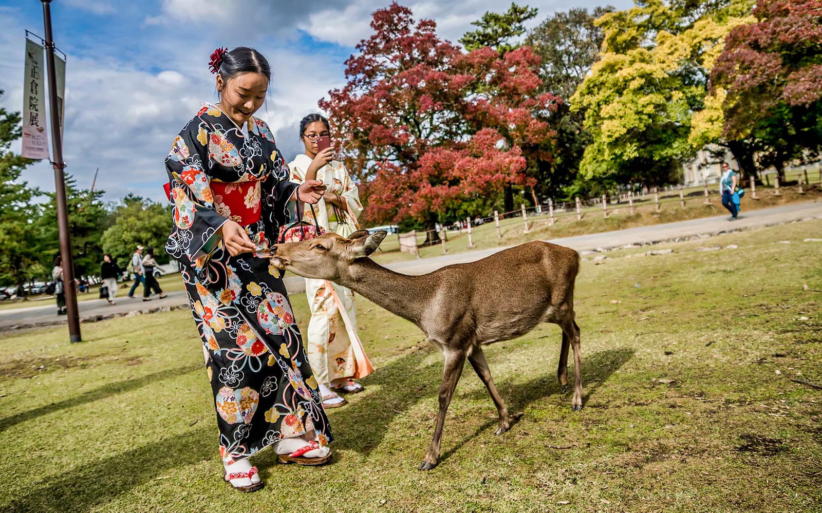 One Day Kyoto & Nara Tour-Golden Pavilion and Todai-ji Temple