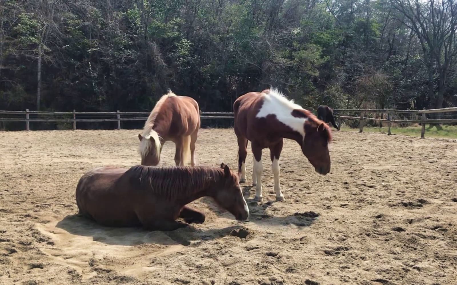 Horse Riding in Kyoto Nature tickets in Kyoto - Activities | TickYourList