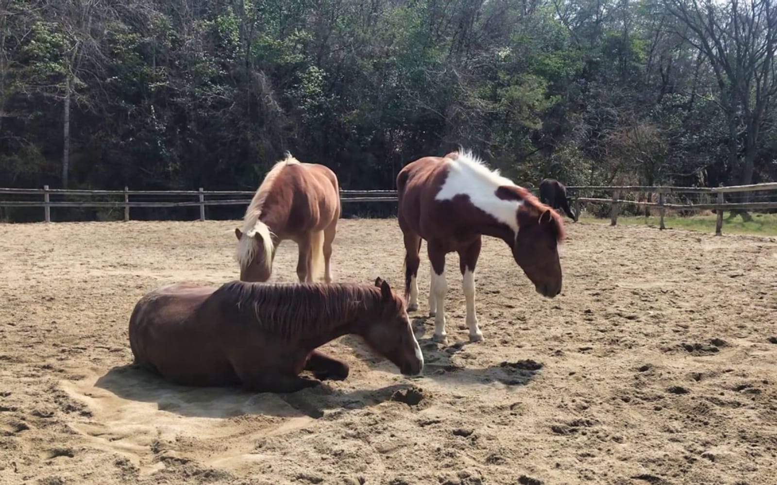 Horse Riding in Kyoto Nature tickets in Kyoto - Activities | TickYourList