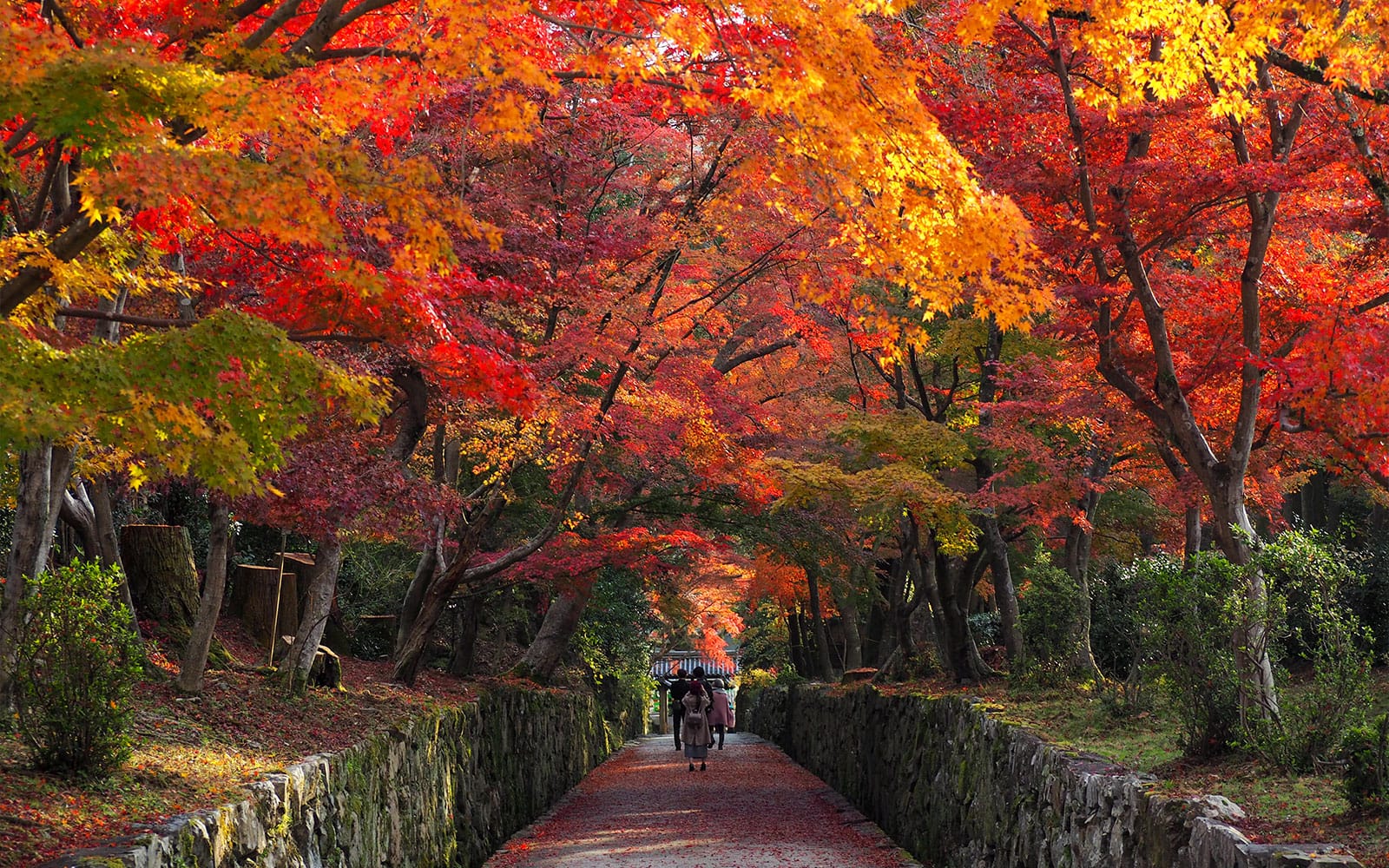 Zazen Meditation Experience in the Kosho-ji Temple tickets in Kyoto - Attractions | TickYourList