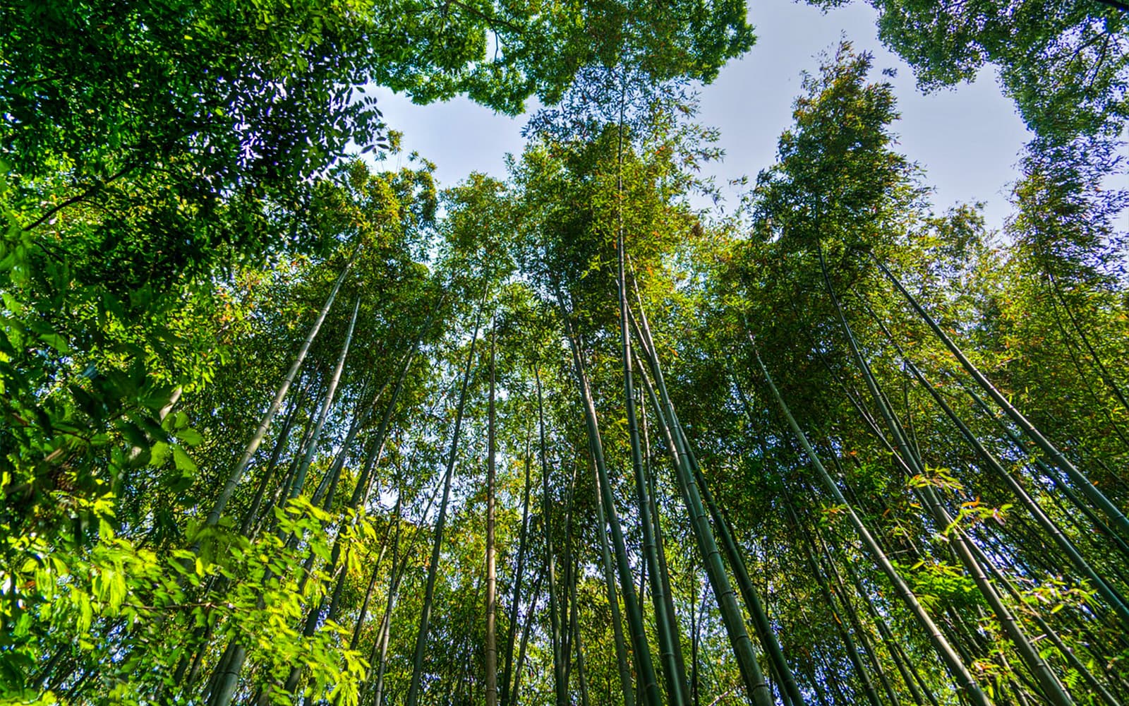 Sagano Bamboo Grove and Arashiyama Walking Tour tickets in Kyoto - Highlights | TickYourList