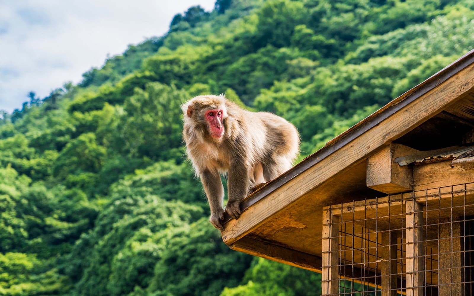 Sagano Bamboo Grove and Arashiyama Walking Tour tickets in Kyoto - Features | TickYourList