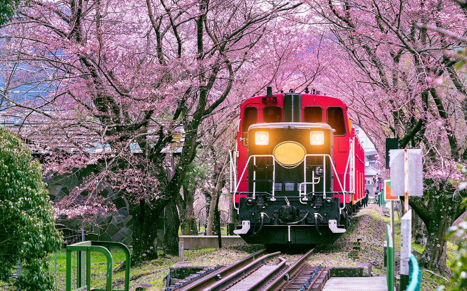 Kyoto Sagano Romantic Train Day Tour from Osaka Namba tickets in Kyoto - Attractions | TickYourList
