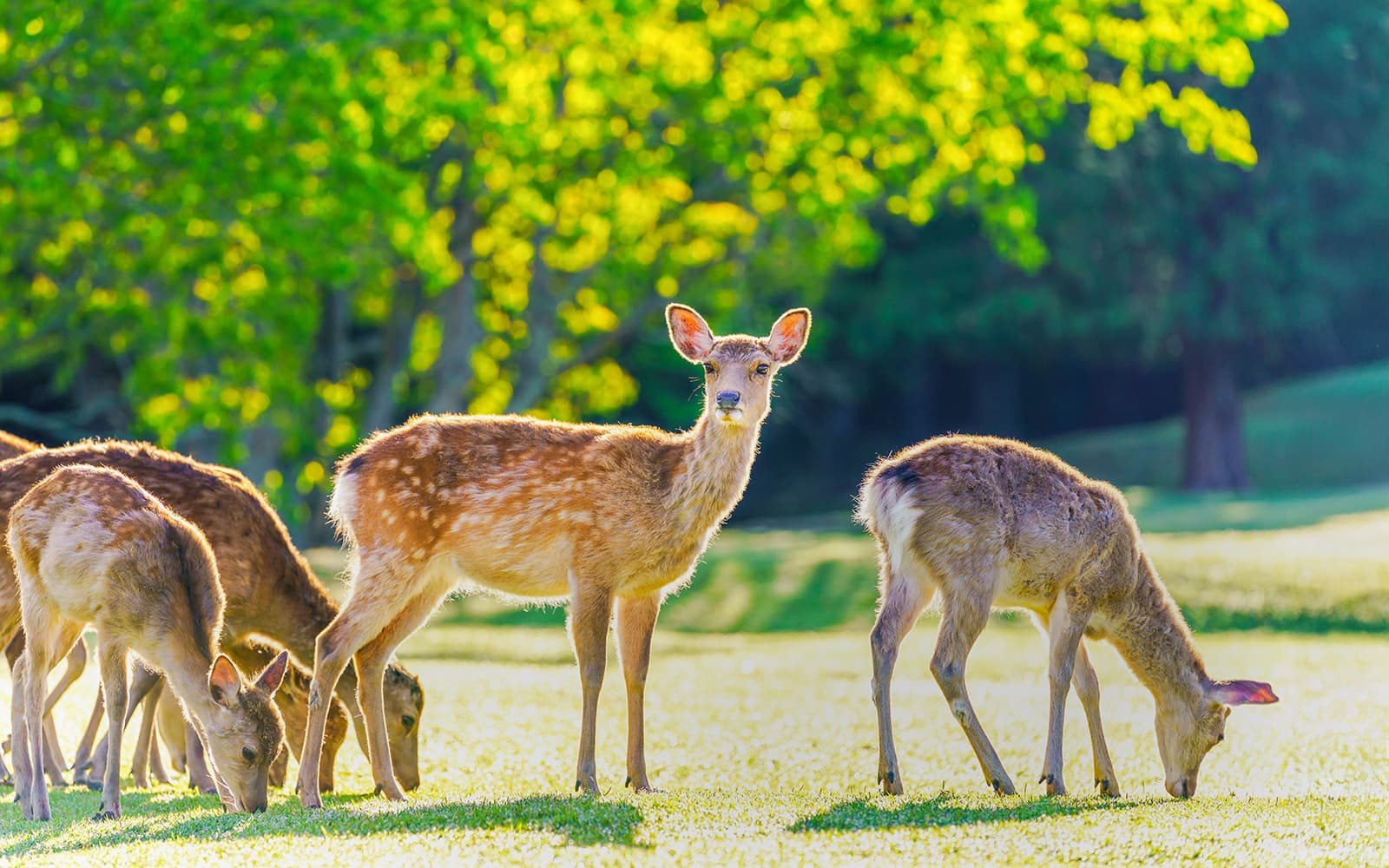 Kyoto & Nara Guided Tour: Temples, Deer Park & Timeless Icons from Osaka/Kyoto