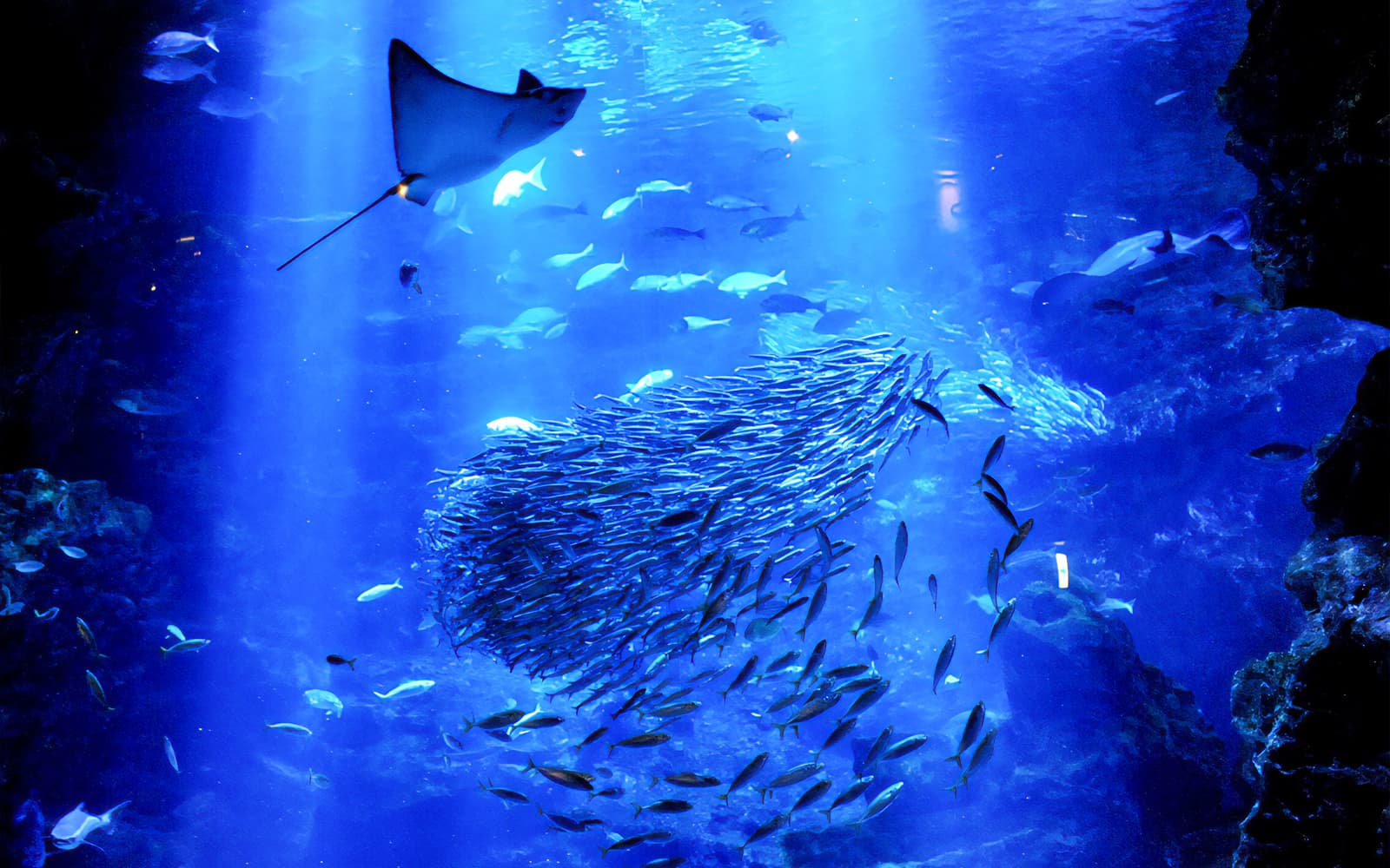 Tickets to Kyoto Aquarium in Kyoto - Full Experience | TickYourList