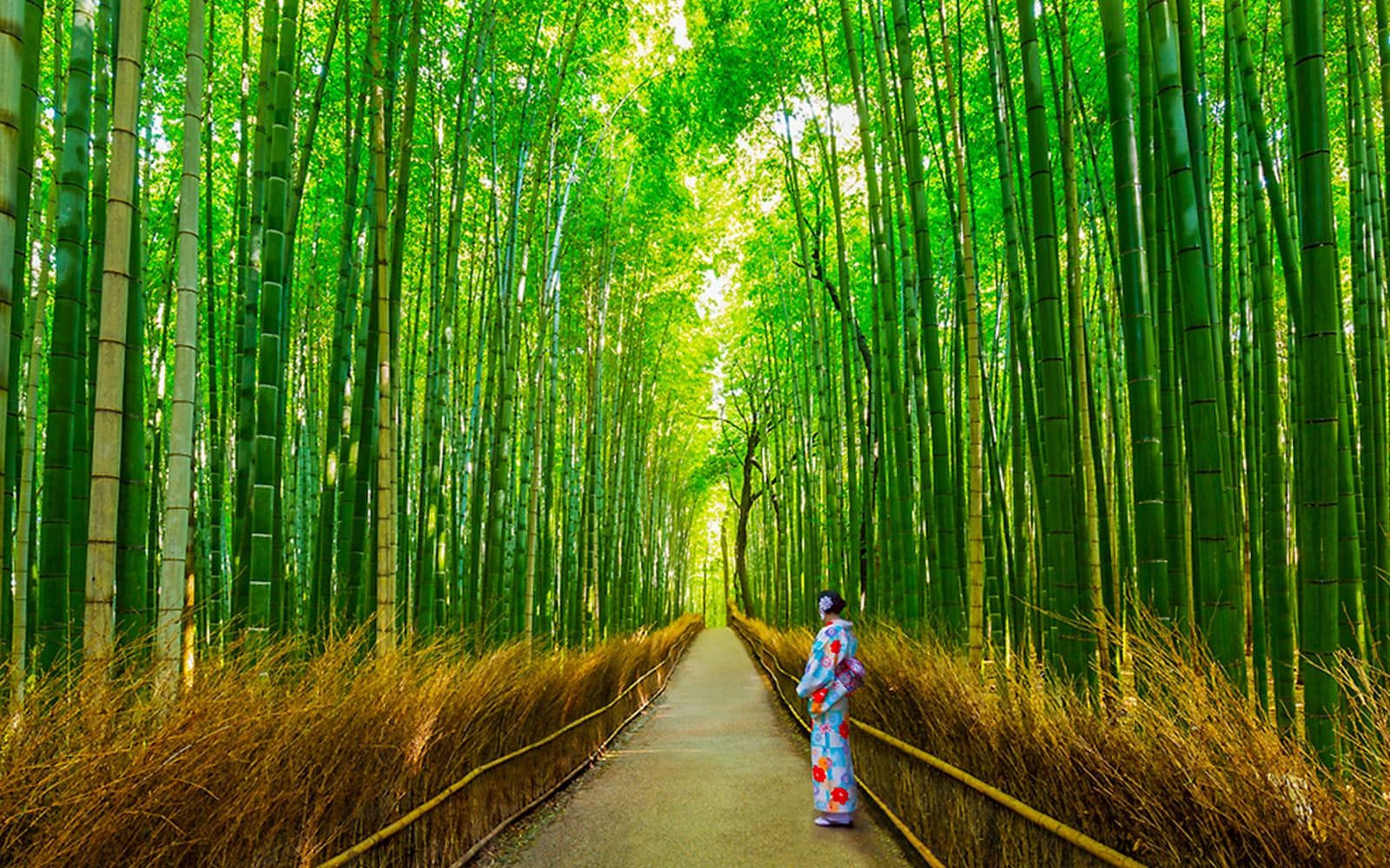 From Osaka: Arashiyama & Bamboo Grove Tour