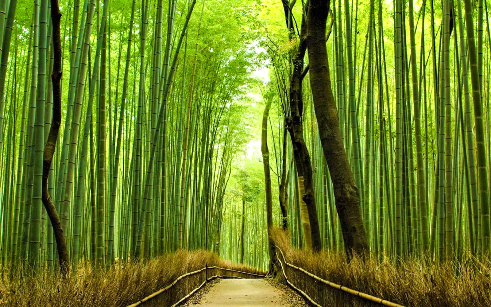 Kyoto Heritage Guided Tour: Arashiyama, Fushimi Inari & Kiyomizu-dera on Luxury Coach with Optional Lunch tickets in Kyoto - Attractions | TickYourList