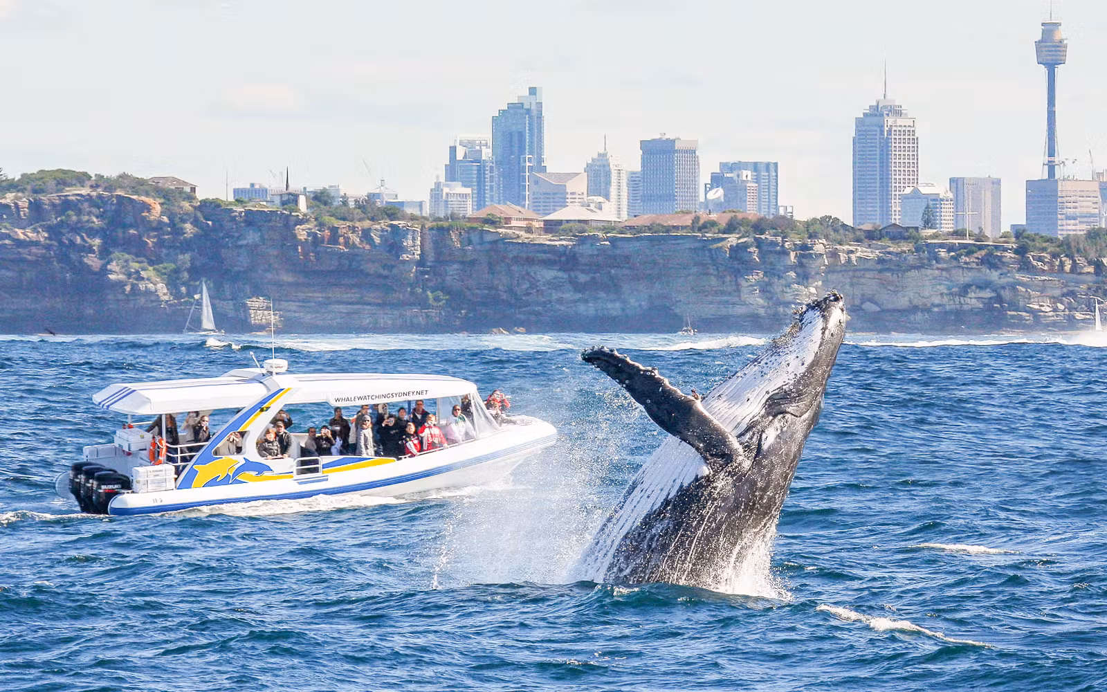 Sydney Harbour Whale Watching Cruise by Captain Cook