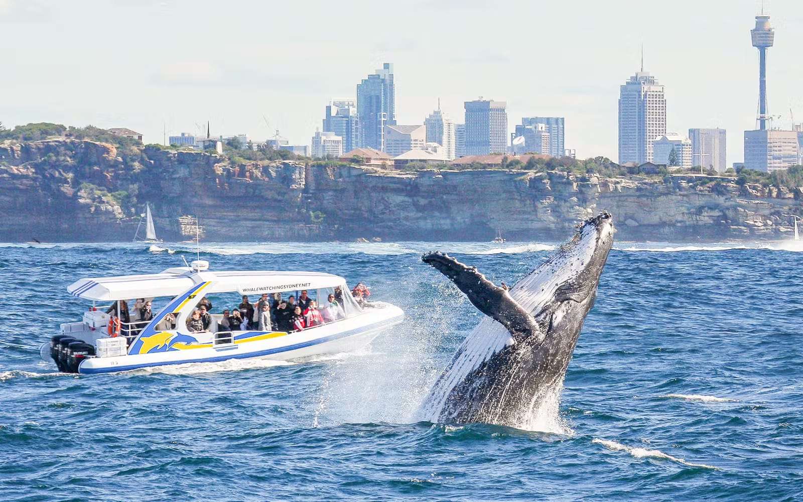 f8a197169308f64ac33ddca87ffc045f-27468-sydney-sydney-whale-watching-cruise-by-catamaran-01.avif