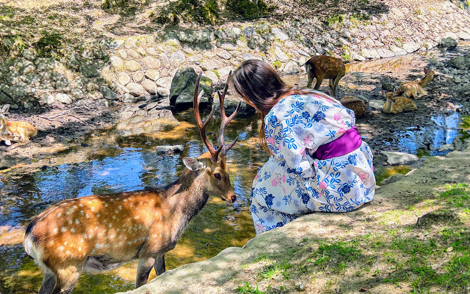 Nara and Kyoto One-Day Bus Tour tickets in Kyoto - Attractions | TickYourList