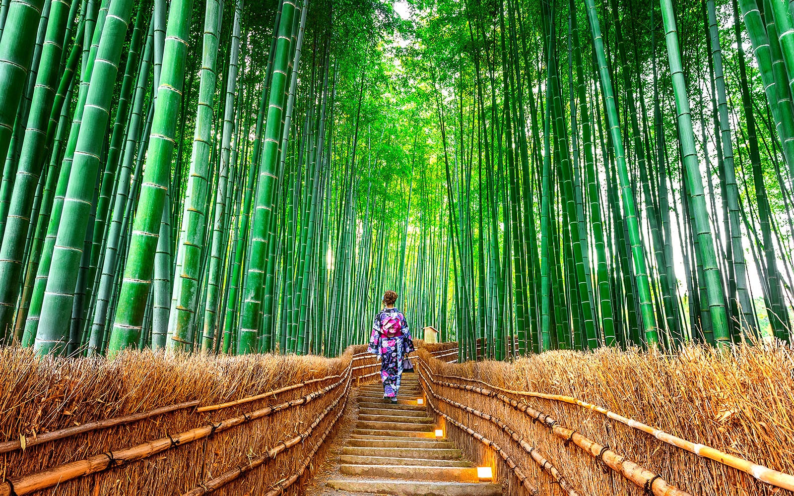 From Osaka: Kyoto Sagano Day Tour tickets in Kyoto - Attractions | TickYourList