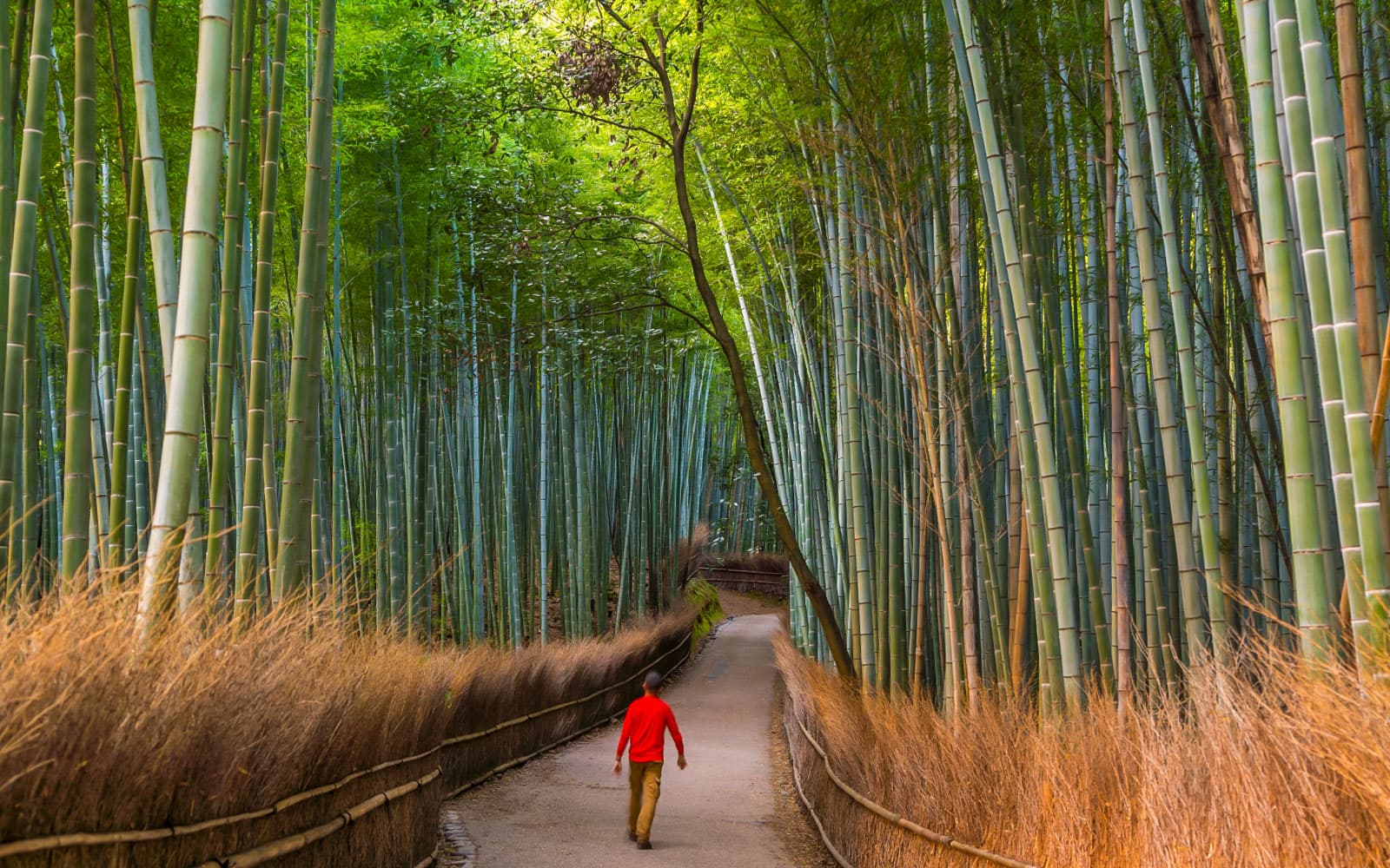 Kyoto Temples & Castle Guided Tour: Arashiyama, Nijo Castle, Fushimi Inari, and Kinkakuji from Kyoto tickets in Kyoto - Activities | TickYourList
