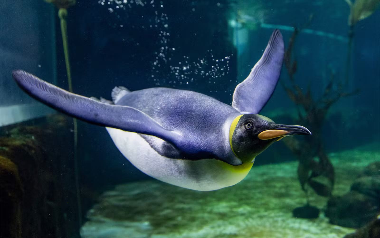 4182db42a8b37ce1fa4e98da7d9276f8-10283-SEALIFESydneyAquarium-AdmissionTickets-005.avif