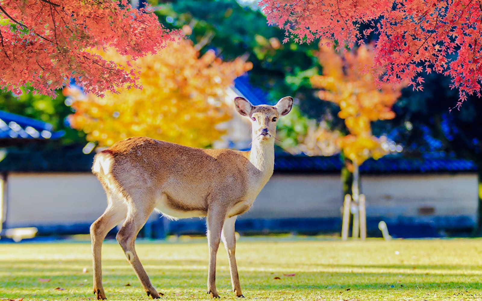 Kyoto Guided Tour: Bamboo Grove, Shrines & Nara Park from Osaka tickets in Kyoto - Attractions | TickYourList