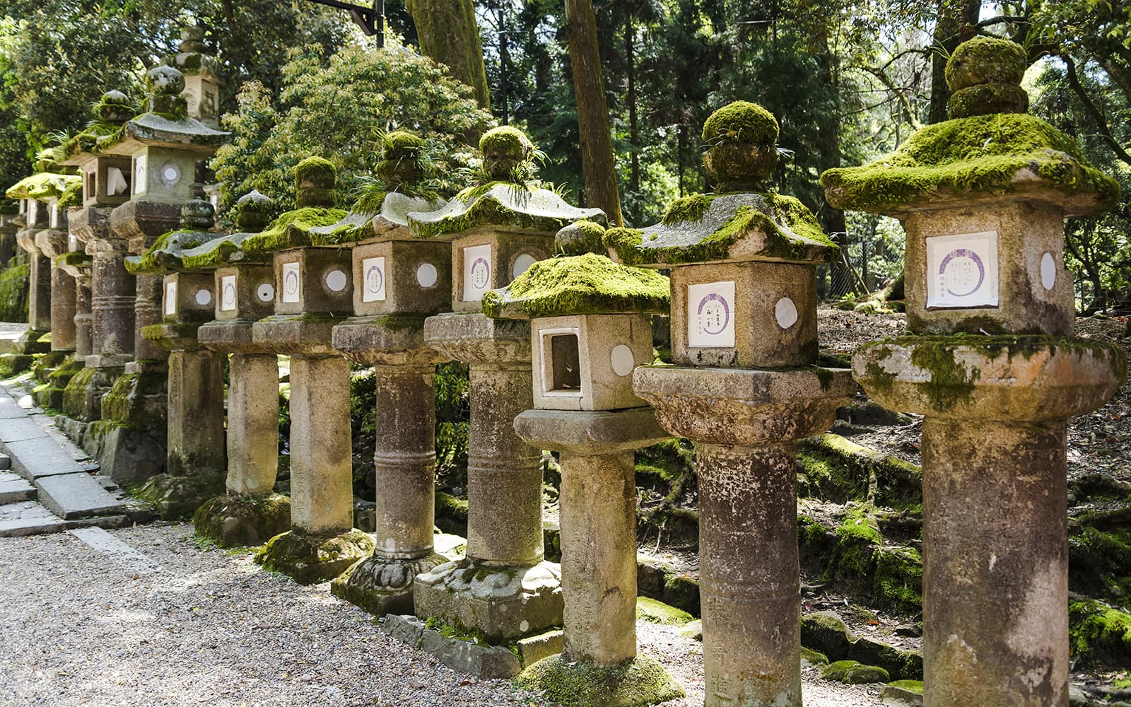 Matcha Tour: Nara Park, Uji, and Hot Spring from Osaka tickets in Kyoto - Features | TickYourList