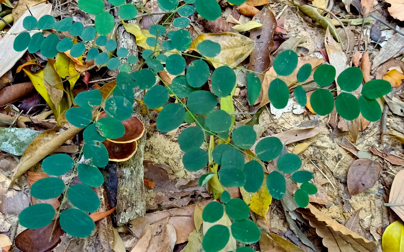 Langkawi Rainforest Jungle Trekking tickets in Langkawi - Highlights | TickYourList