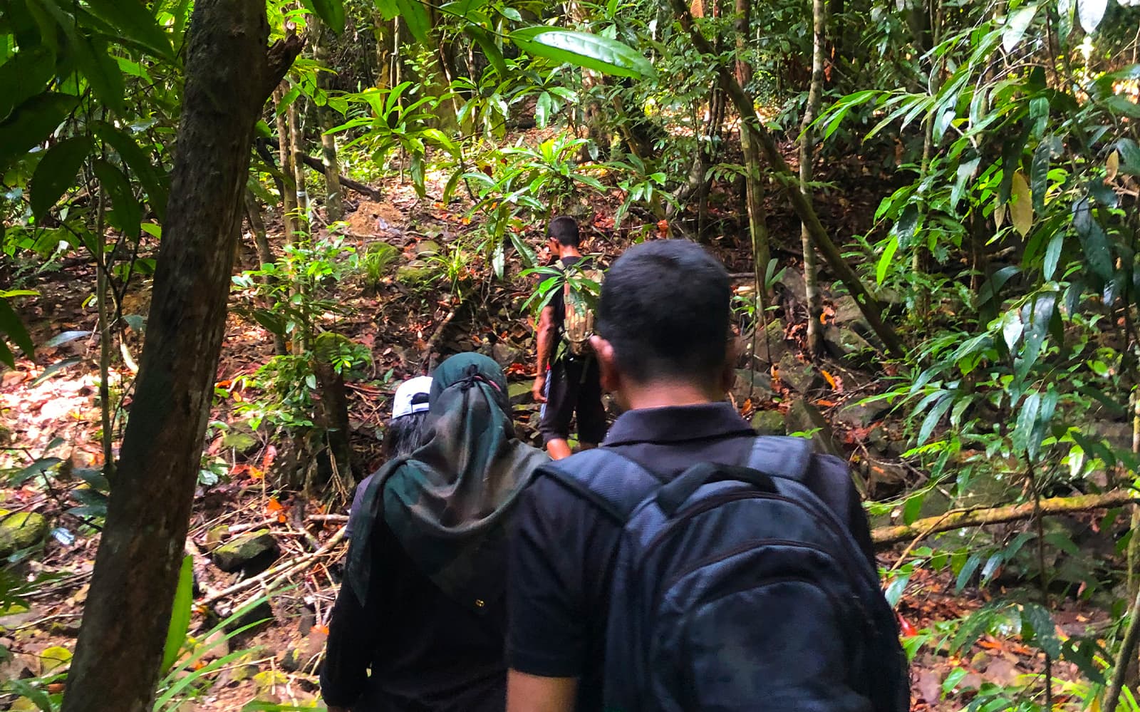 Langkawi Rainforest Jungle Trekking tickets in Langkawi - Features | TickYourList