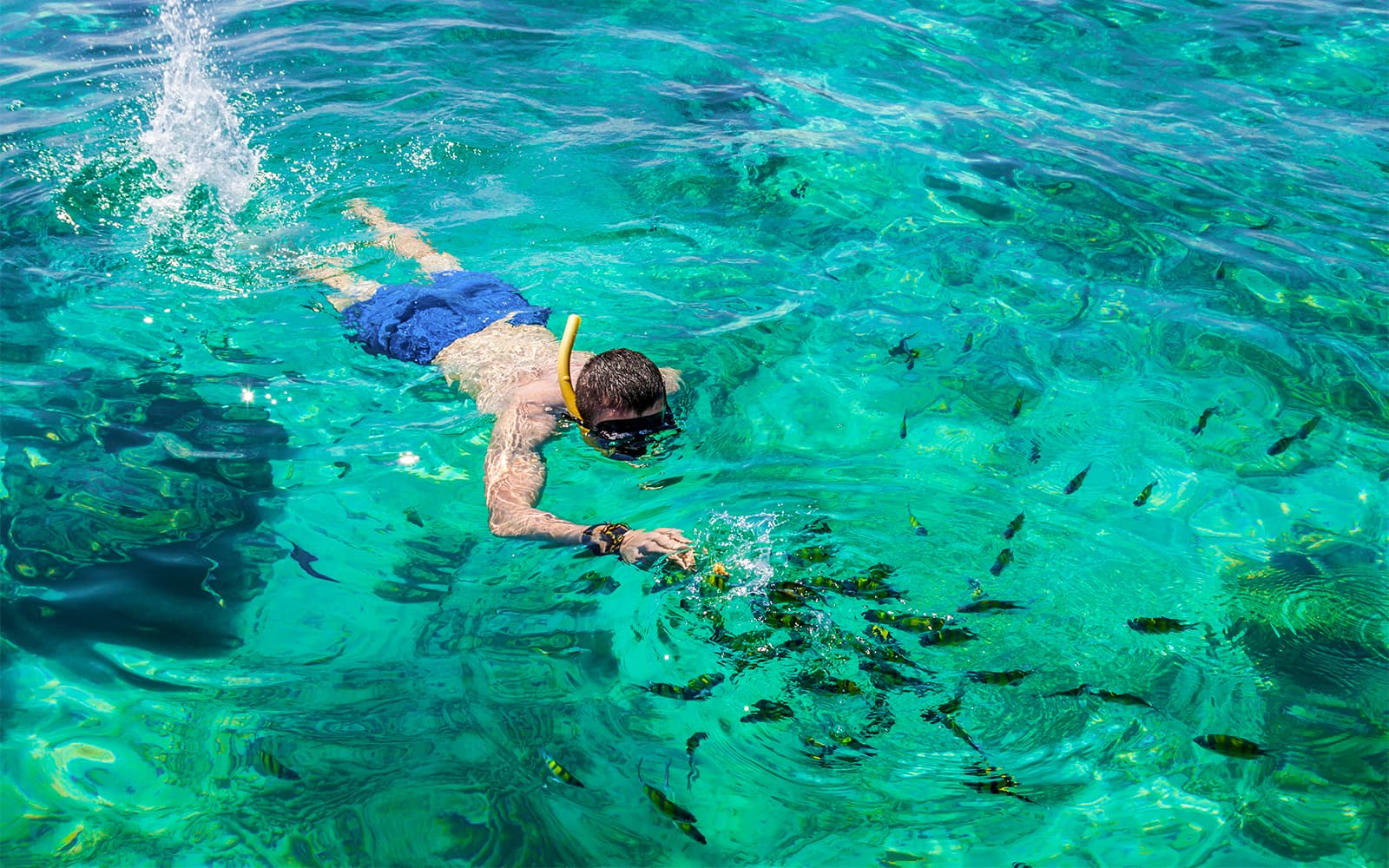 Private Langkawi Mangrove Tour tickets in Langkawi - Attractions | TickYourList