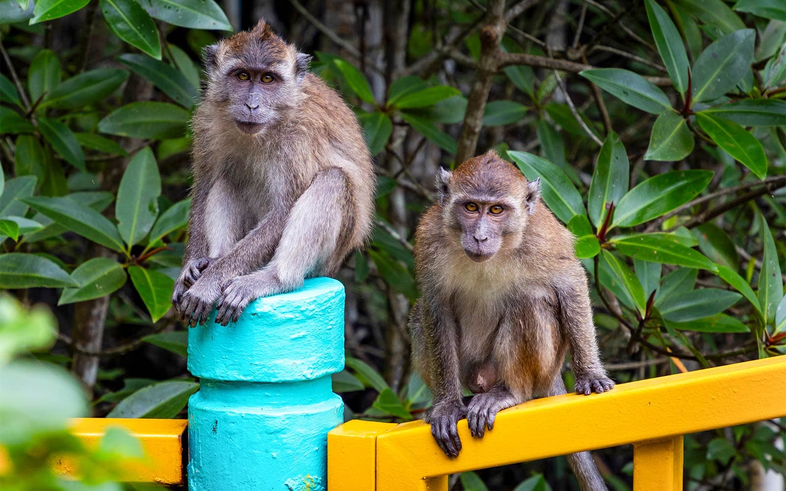 Langkawi Mangrove Tour tickets in Langkawi - Features | TickYourList