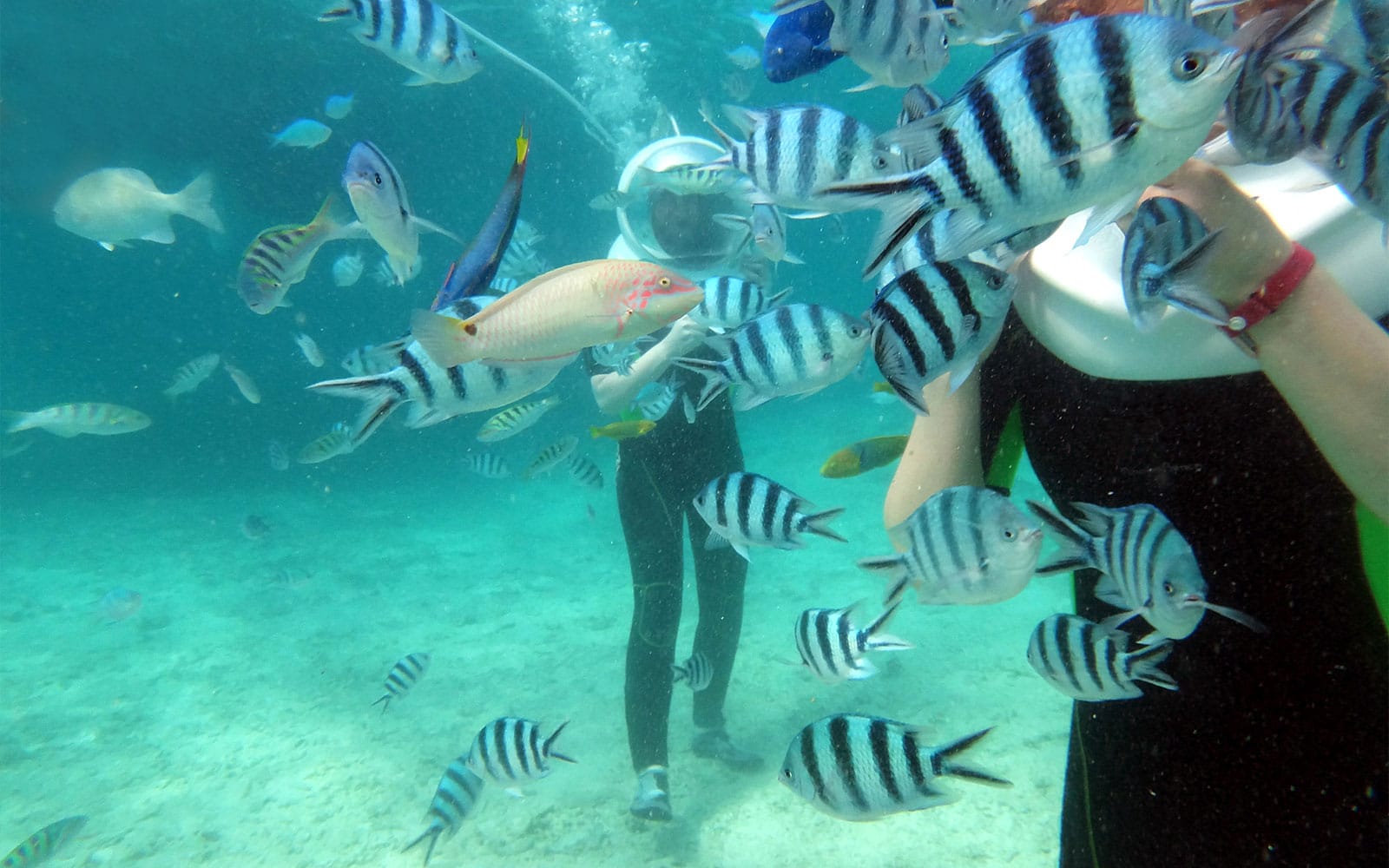 Tickets to Langkawi Marine Park in Langkawi - Highlights | TickYourList