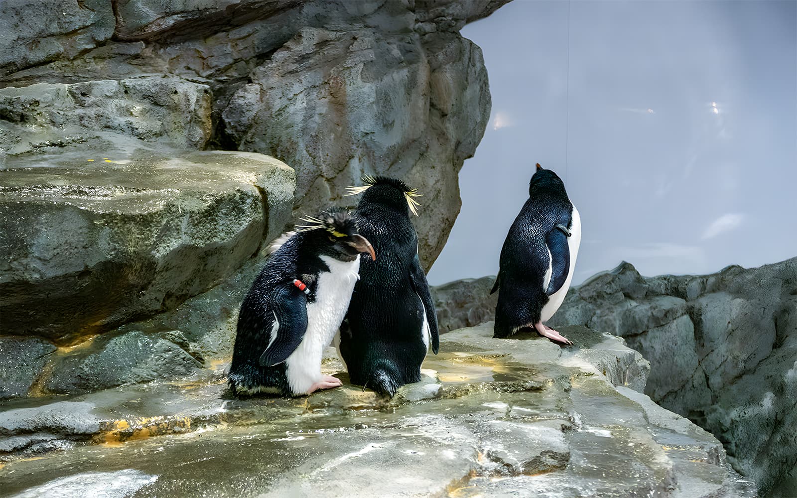 Combo (Save 3%): Underwater World + Langkawi Cable Car Tickets in Langkawi - Attractions | TickYourList