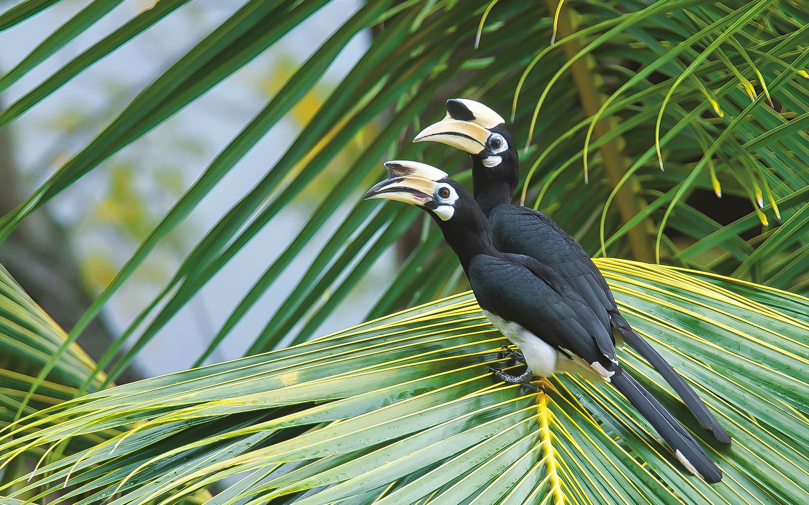 Guided Bird Watching Tour in Langkawi with Round-Trip Transfers