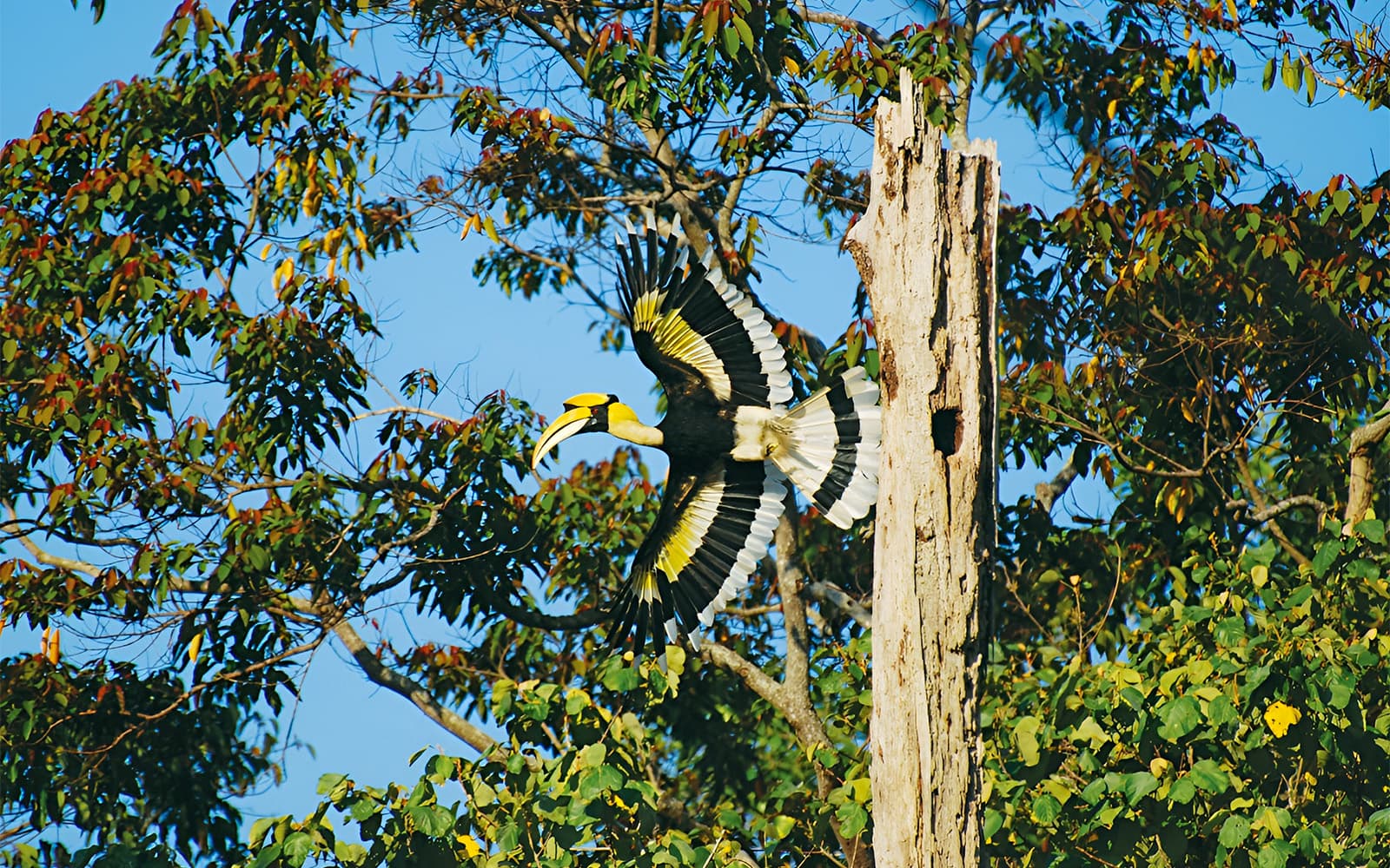 Guided Bird Watching Tour in Langkawi with Round-Trip Transfers tickets in Langkawi - Attractions | TickYourList