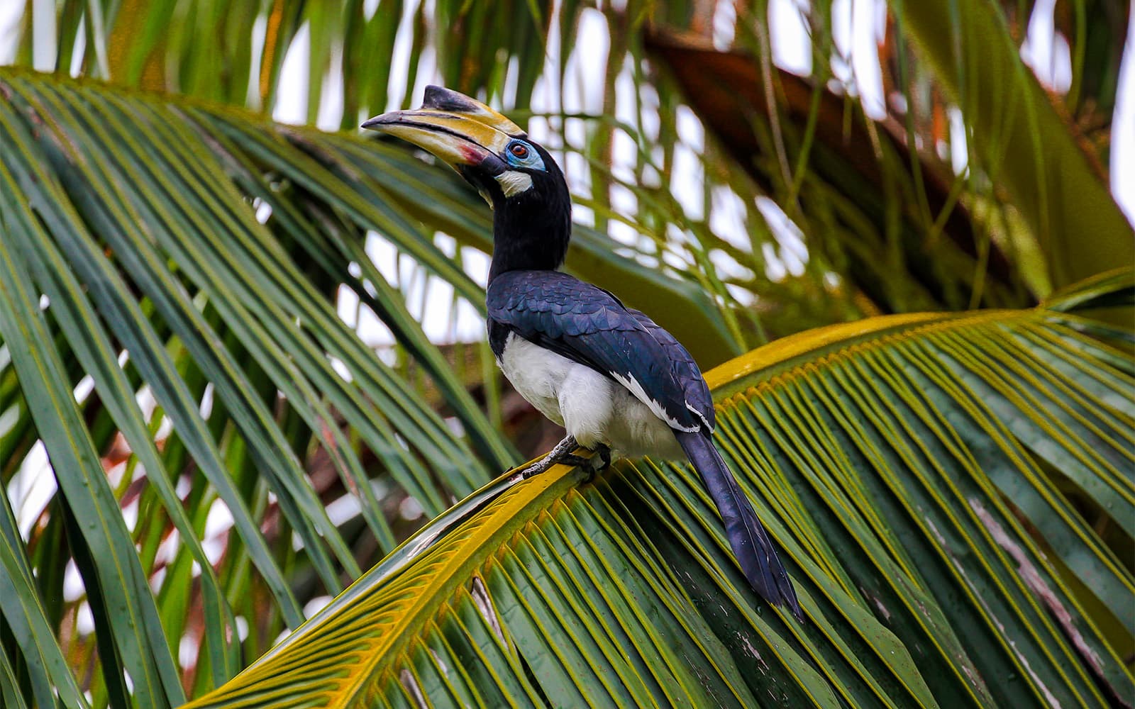 Guided Bird Watching Tour in Langkawi with Round-Trip Transfers tickets in Langkawi - Activities | TickYourList