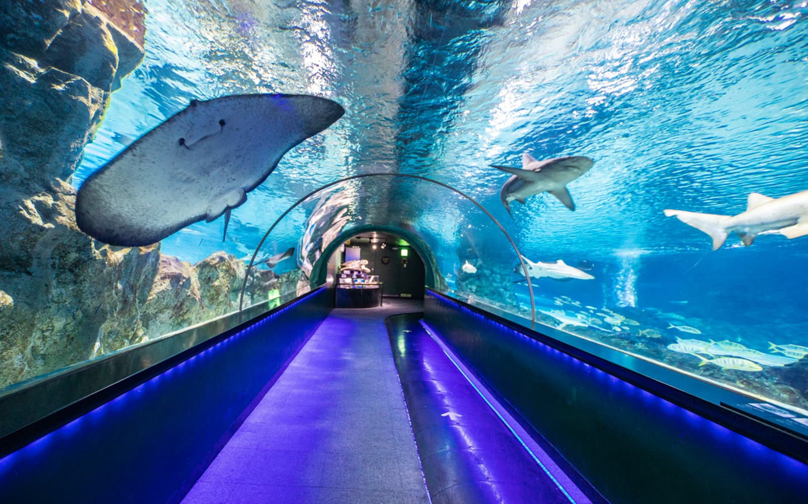 SEA LIFE COEX, Seoul Aquarium Tickets in Seoul - Attractions | TickYourList