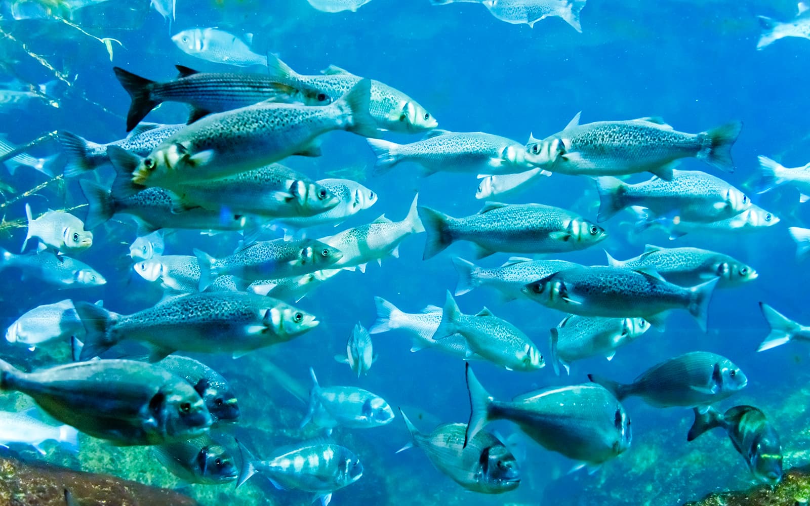 SEA LIFE COEX, Seoul Aquarium Tickets in Seoul - Activities | TickYourList