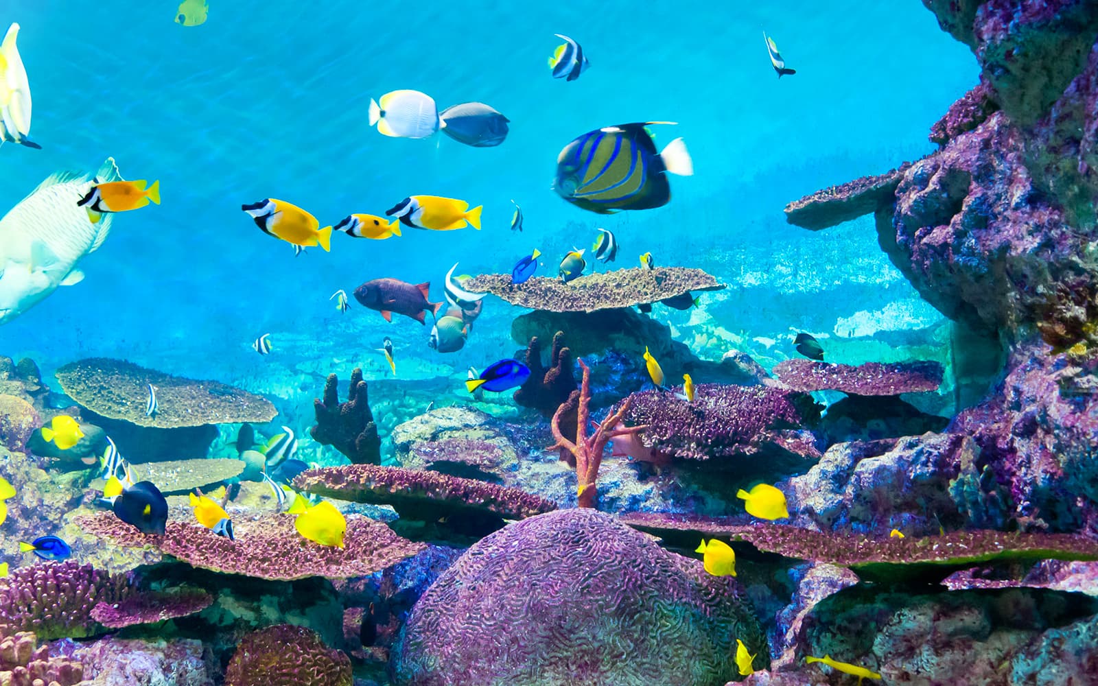 SEA LIFE COEX, Seoul Aquarium Tickets in Seoul - Highlights | TickYourList