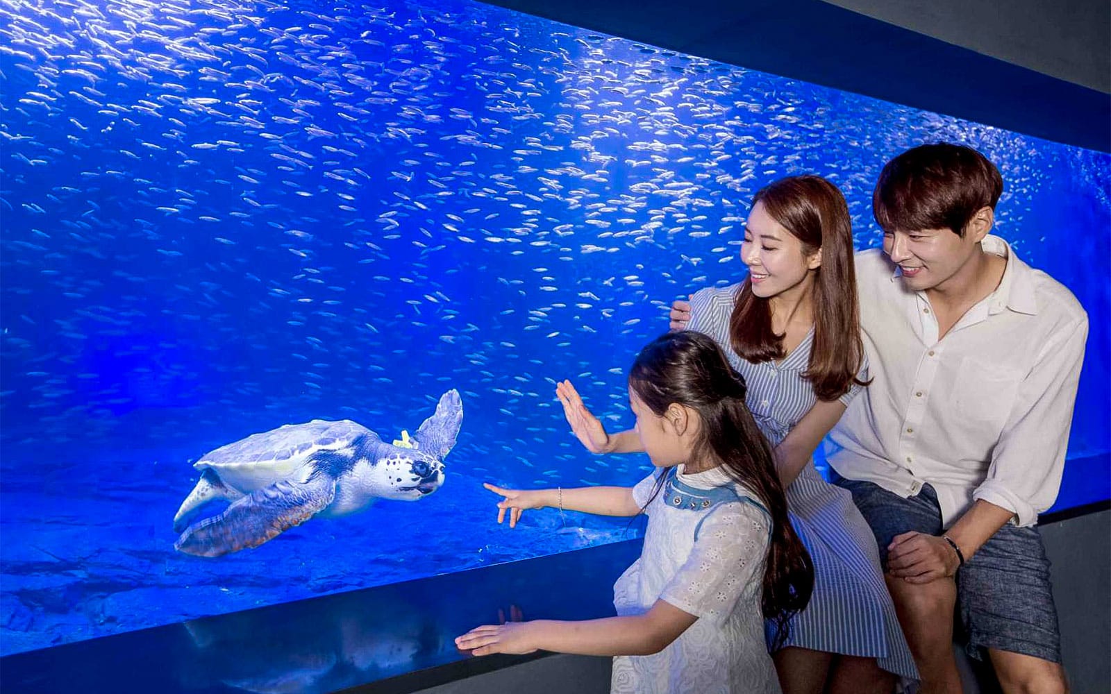 63 Building Observatory Tickets with Optional Aqua Planet & Sky Art Visit in Seoul - Attractions | TickYourList