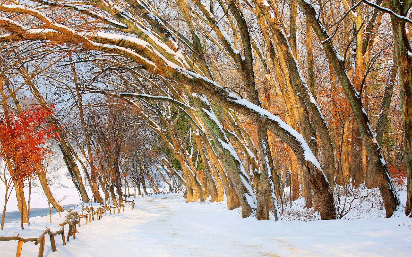 From Seoul: Elysian Gangchon Ski Resort and Nami Island Day Tour tickets in Seoul - Features | TickYourList