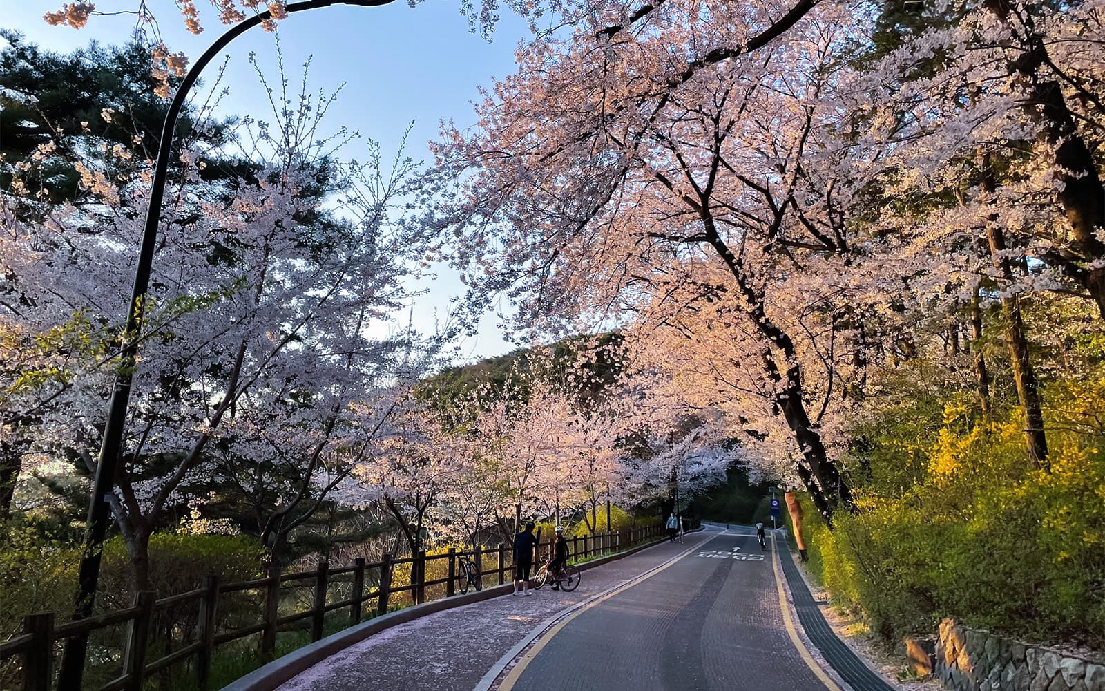 1-Day Cherry Blossom Guided Tour with Round-Trip Transfers from Seoul
