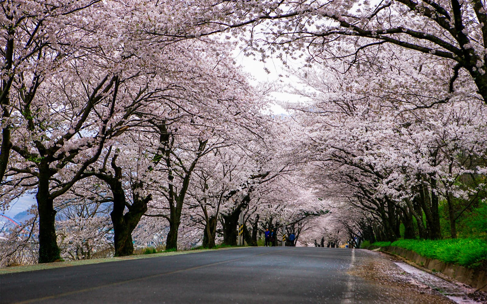 1-Day Cherry Blossom Guided Tour with Round-Trip Transfers from Seoul tickets in Seoul - Activities | TickYourList